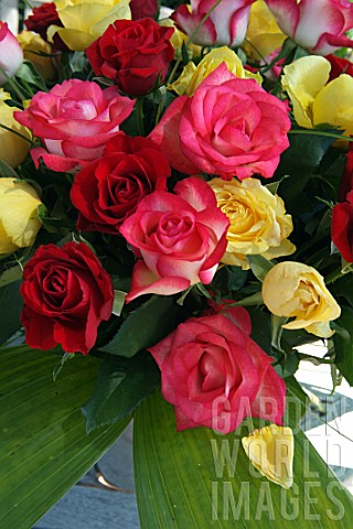 60_mixed_coloured_roses_Rosa_sp