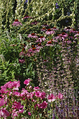 Summer_pink_border_with_Echinacea_and_Malva