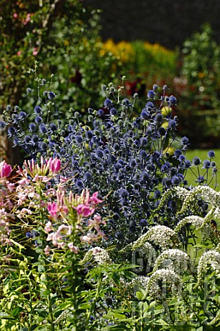 Lysimachia_clethroides_and_Echinops_ritro_in_border