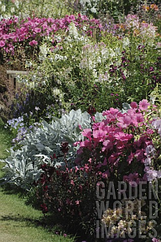 Garden_border_with_Lavatera_sp