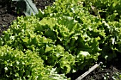 Lactuca scariola (Prickly lettuce)
