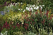 Phygelius and Tanacetum in a border