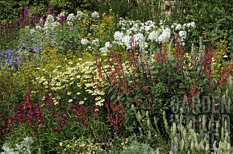 Phygelius_and_Tanacetum_in_a_border