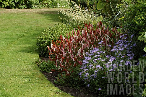 Aster_and_Persicaria_affinis_in_border