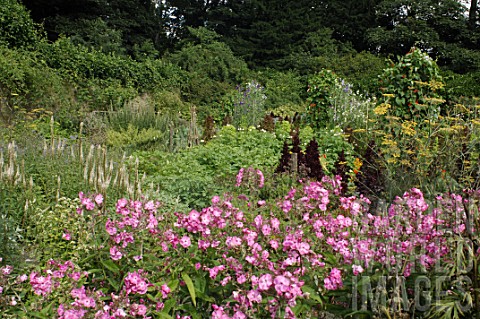 Phlox_in_a_vegetable_garden_at_Malleny_Garden_in_Scotland