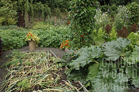 Allium_cepa_Onions_in_a_vegetable_garden_at_Malleny_Garden_in_Scotland