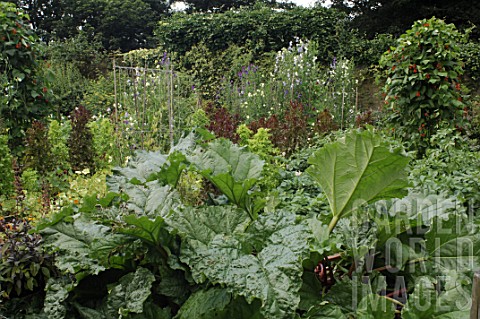 Rheum_rhaponticum_Rhubarb_in_a_vegetable_garden_at_Malleny_Garden_in_Scotland
