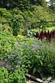 Phacelia in vegetable garden of Malleny Garden in Scotland
