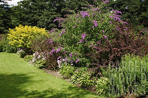 Border_with_Buddleja_at_Malleny_Garden_in_Scotland