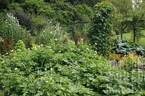 Solanum_tuberosum_Potatoes_at_Malleny_Garden_in_Scotland