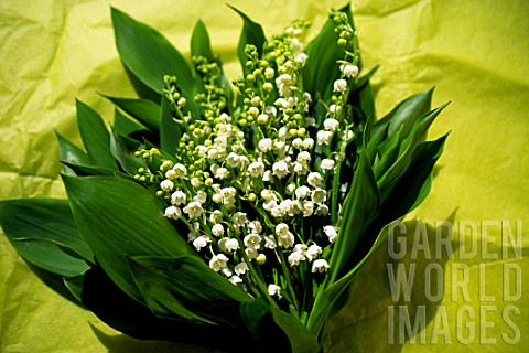 Cut_bouquet_of_Convallaria_majalis_Lily_of_the_valley