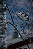 European cat on a branch of Betula, France
