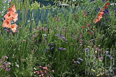 Wild_border_with_Gladiolus__in_front_of_wooden_fencing