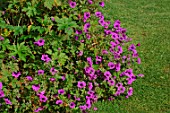 Geranium psilostemon, Hardy geranium lawn edging