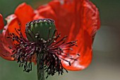 Papaver orientale (poppy revealing its seeds)