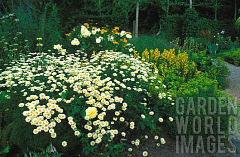 Yellow_border_with_Rosa_Happy_Child_and_Anthemis_sp