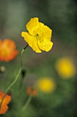 Papaver (yellow poppy flower)
