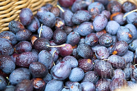Harvesting_Olea_europaea_olives