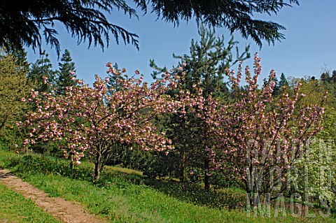 Prunus_rufa_tree_blossoms_in_spring