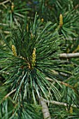 Pinus ayacahuite (Mexican white pine)