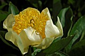 Paeonia lactiflora Clair de Lune  (Peony)