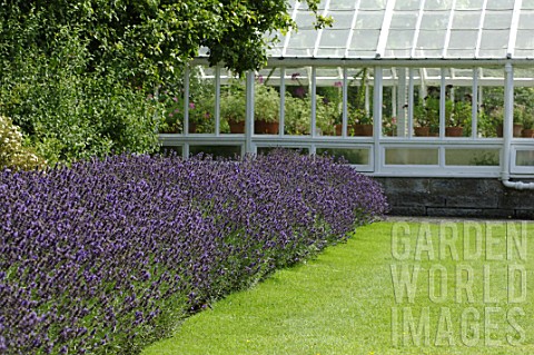 Lavandula_Lavender_and_greenhouse_in_Malleny_Garden_Scotland