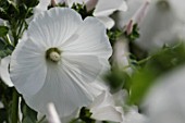 White flowers of a Lavatera