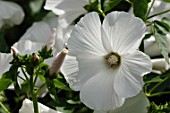 White flowers of a Lavatera