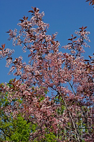 Prunus_padus_Colorata