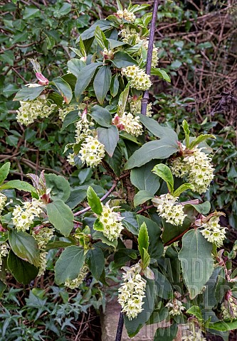 RIBES_LAURIFOLIUM_MRS_AMY_DONCASTER__