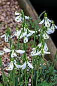 GALANTHUS SOUTH HAYES