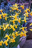 NARCISSUS JET FIRE