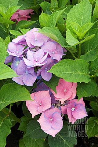 HYDRANGEA_TELLER_PINK___WHEN_ALUMINIUM_SULPHATE_IS_PRESENT_IN_THE_SOIL_THE_PLANT_PRODUCES_BLUE_FLOWE