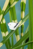 SMALL WHITE BUTTERFLY (ARTOGEIA RAPAE) ON MISCANTHUS SINENSIS STRICTUS