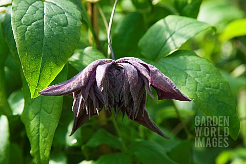 CLEMATIS_VITICELLA_MARY_ROSE__SYN_FLORA_PLENA