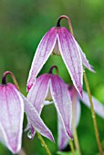 CLEMATIS ALPINA WILLY