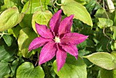 CLEMATIS RED PEARL