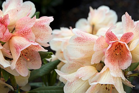 RHODODENDRON_FIRELIGHT