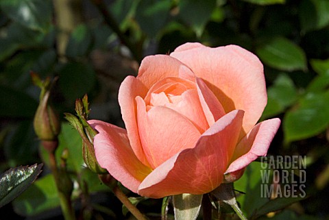 ROSA_THANK_YOU_PATIO_ROSE