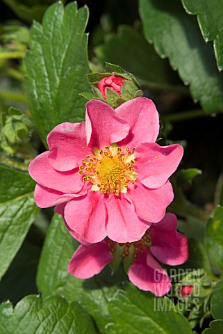 FRAGARIA_RED_RUBY