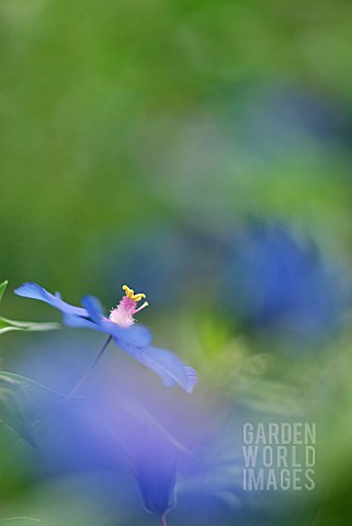 Anagallis Linifolia