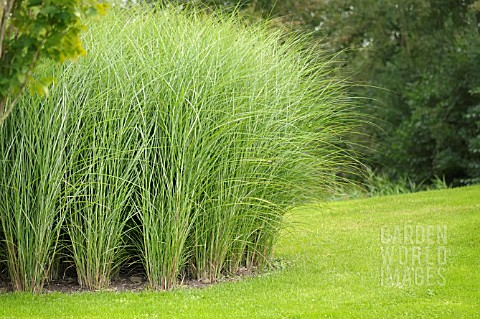 MISCANTHUS_SINENSIS_GRACILLIMUS