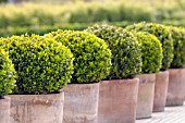 BUXUS SEMPERVIRENS (CLIPPED BOX)