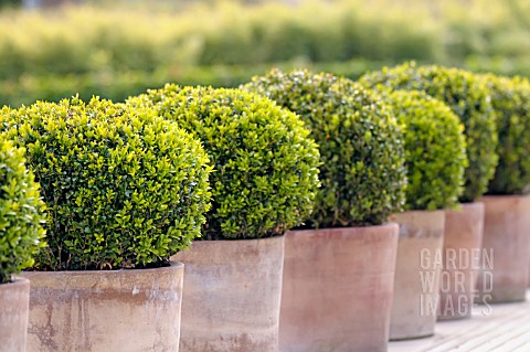 BUXUS_SEMPERVIRENS_CLIPPED_BOX