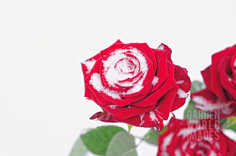 RED_ROSE_IN_THE_SNOW