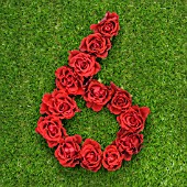 NUMBER 6 IN RED ROSES