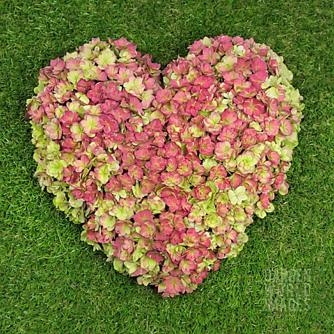 HEART_OF_HYDRANGEA_FLOWERS