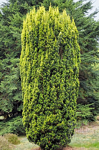 TAXUS_BACCATA_FASTIGIATA_AUREOMARGINATA