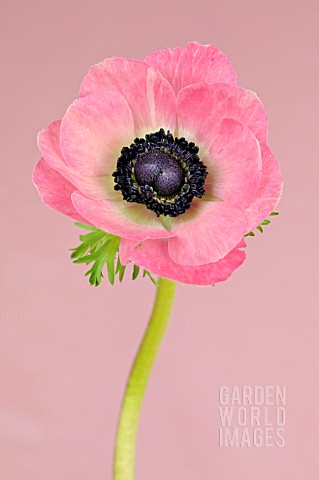 PINK_ANEMONE_CORONARIA_ON_A_PINK_BACKGROUND