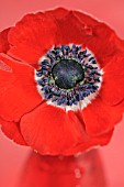 RED ANEMONE CORONARIA IN A RED VASE